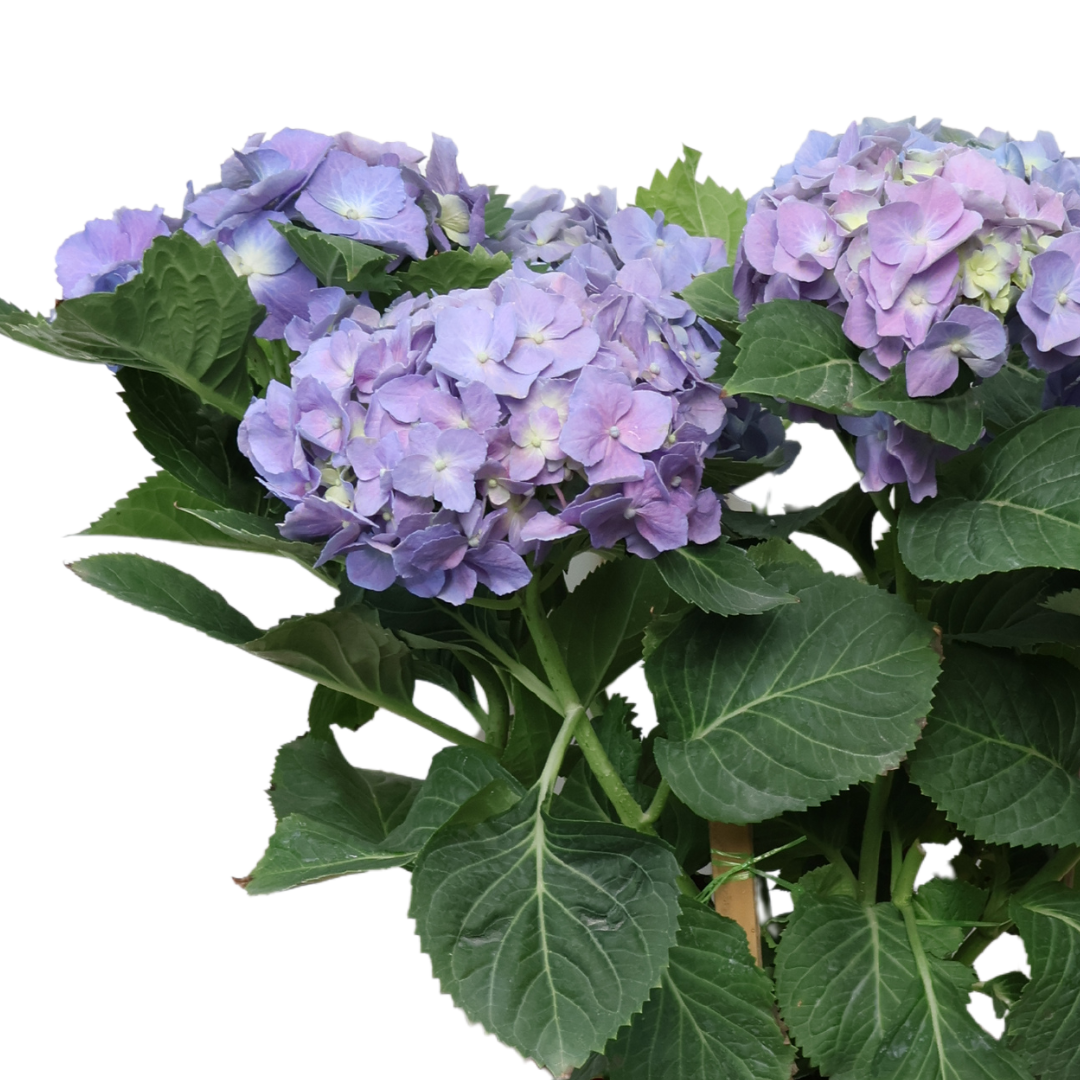 Hydrangea Plant 23cm Pot