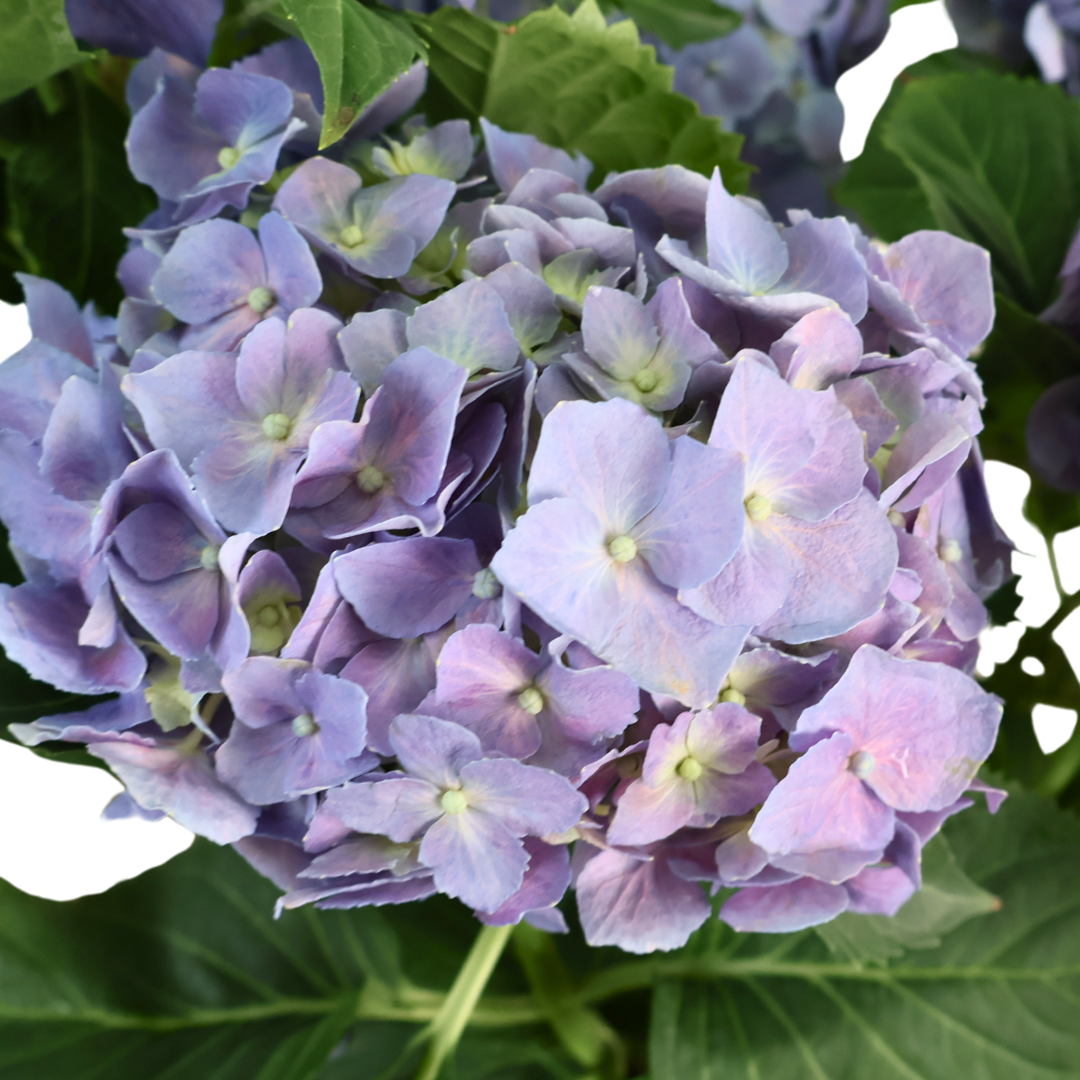 Hydrangea Plant 23cm Pot