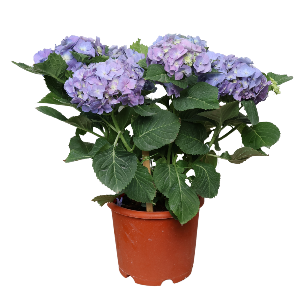 Hydrangea Plant 23cm Pot