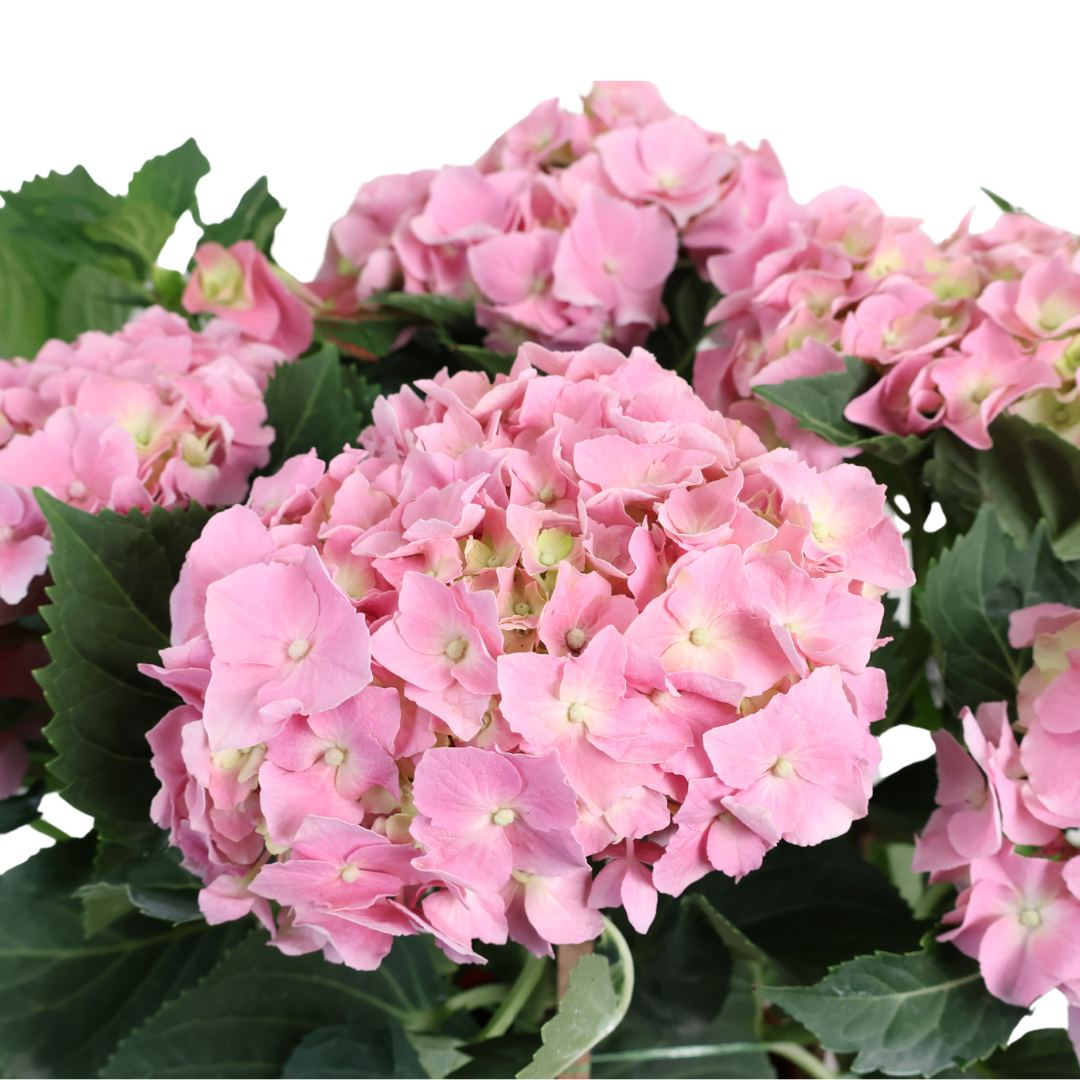 Hydrangea Plant 23cm Pot