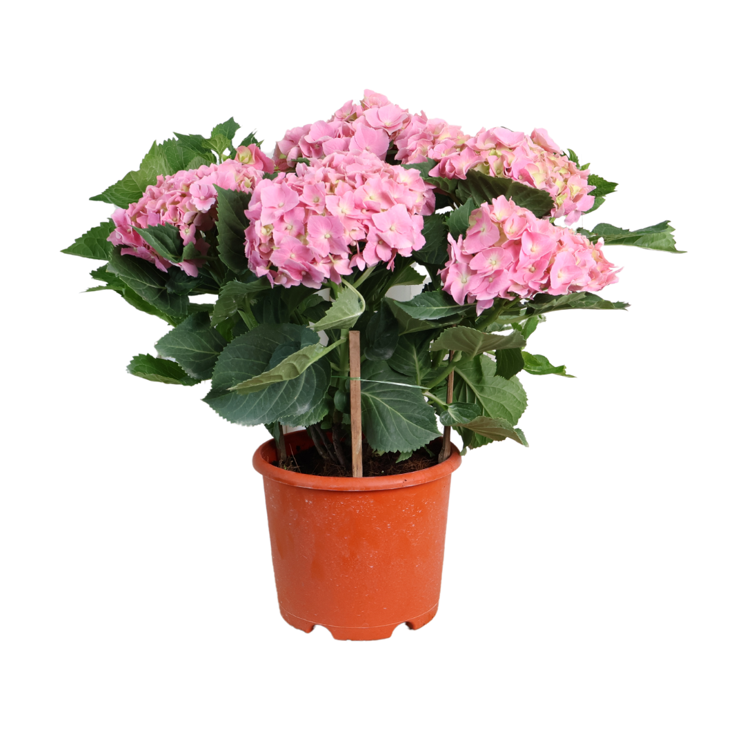 Hydrangea Plant 23cm Pot