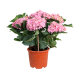 Hydrangea Plant 23cm Pot