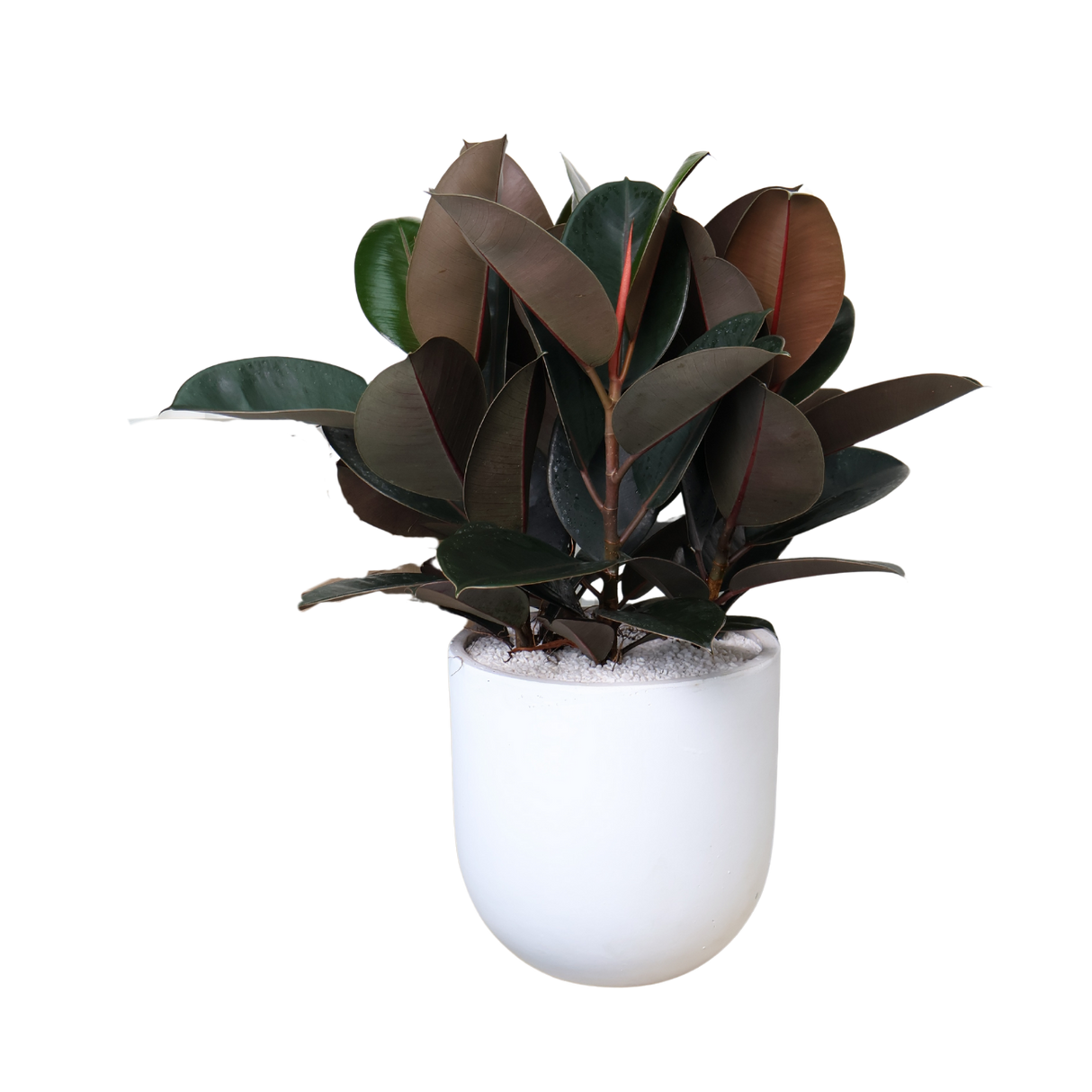 Ficus Elastica (Rubber Fig) in Ceramic Pot