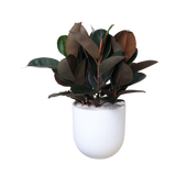 Ficus Elastica (Rubber Fig) in Ceramic Pot