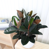 Ficus Elastica (Rubber Fig) in Ceramic Pot