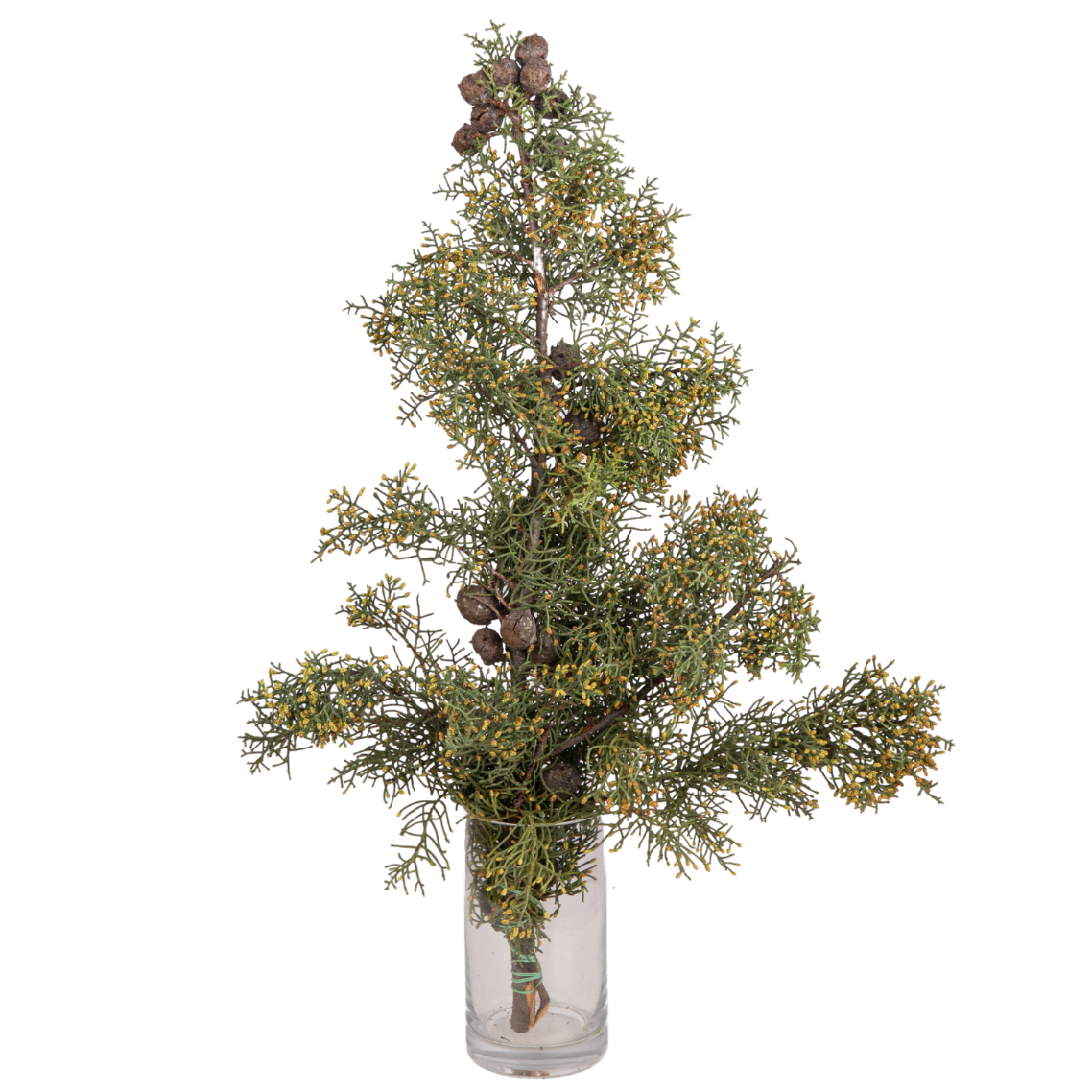 Juniperus Leaf (Holland)