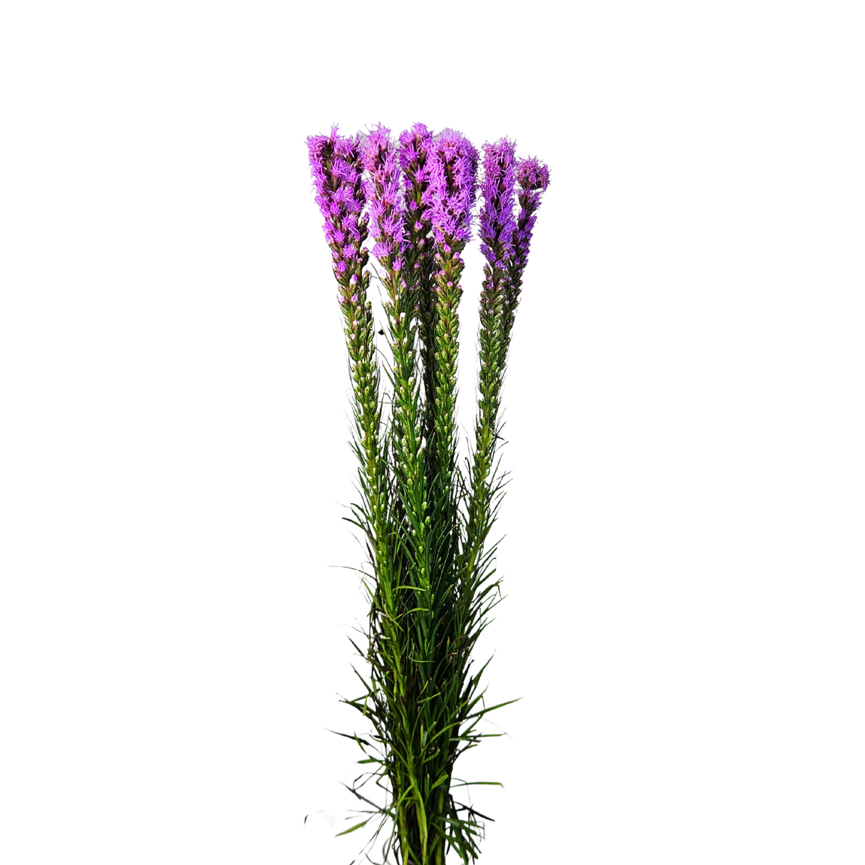 Liatris (Holland/Taiwan)