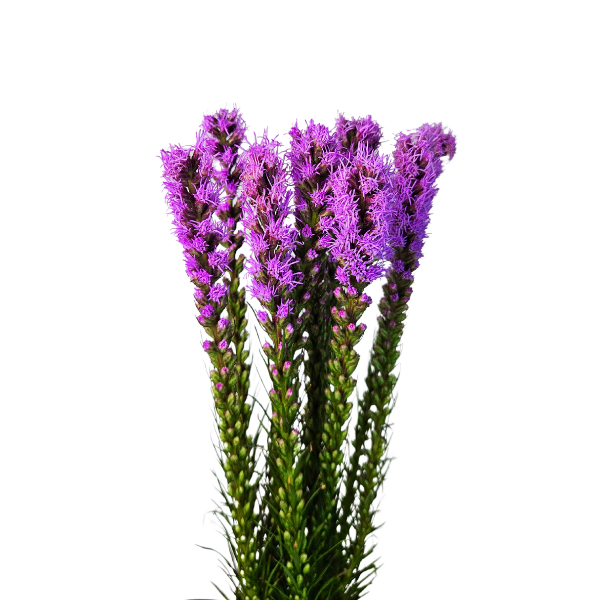 Liatris (Holland/Taiwan)