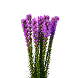 Liatris (Holland/Taiwan)