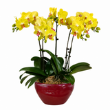 Muse Majesty (5 Single Stalk) - Orchid Phalaenopsis