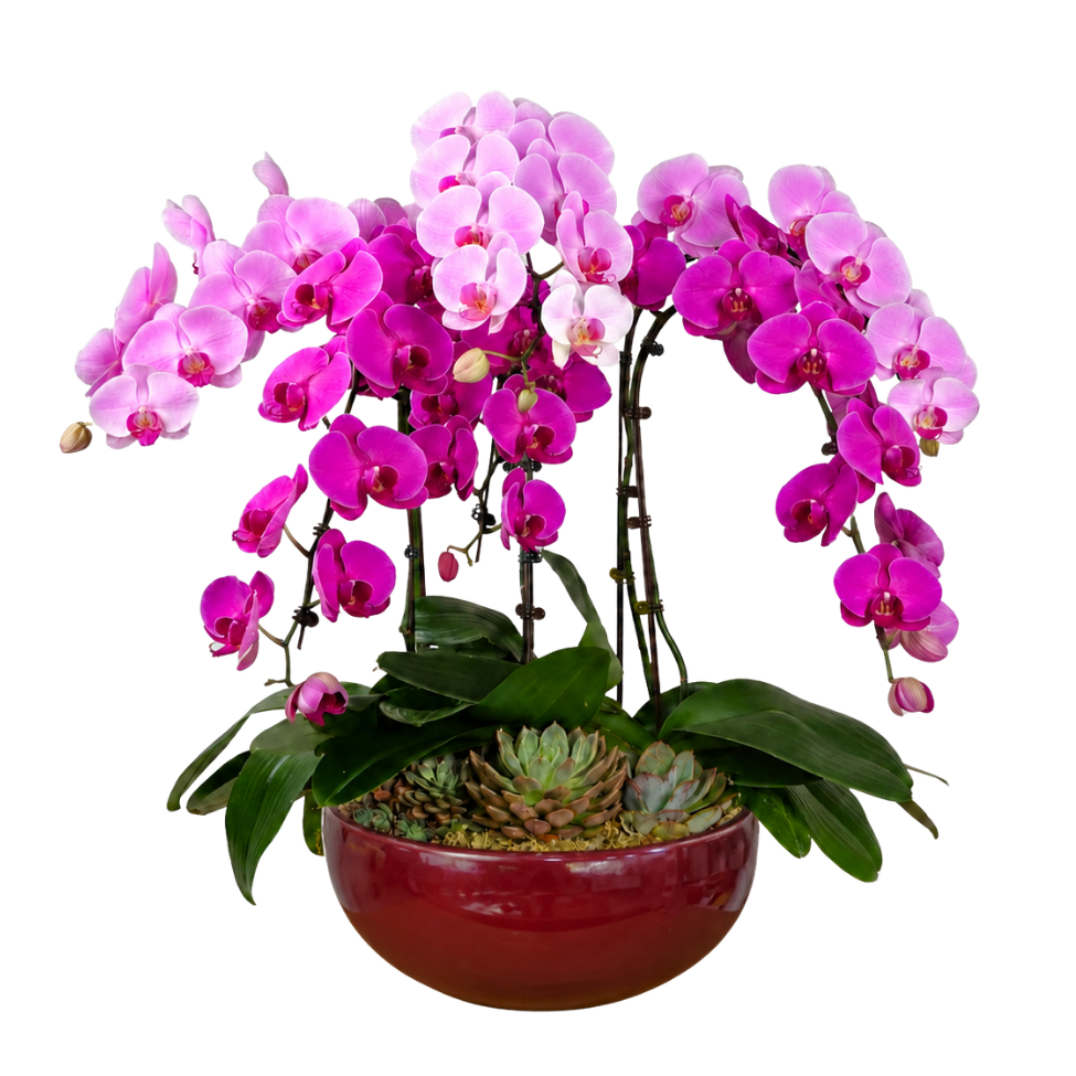 Grace Splendor (6 Single Stalk) - Orchid Phalaenopsis