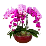 Grace Splendor (6 Single Stalk) - Orchid Phalaenopsis