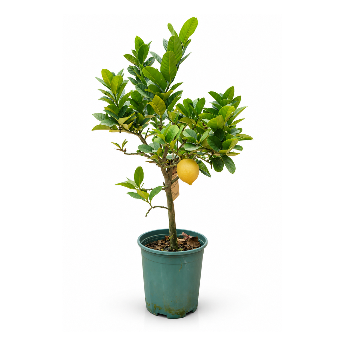 Lemon Tree