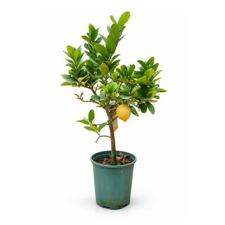 Lemon Tree
