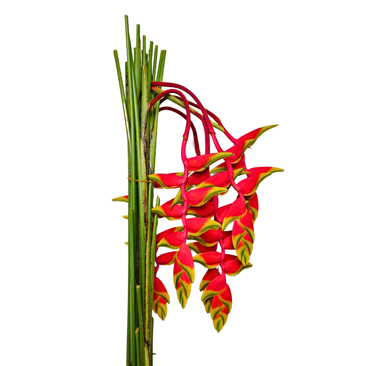 Heliconia Hanging Mini (Malaysia)