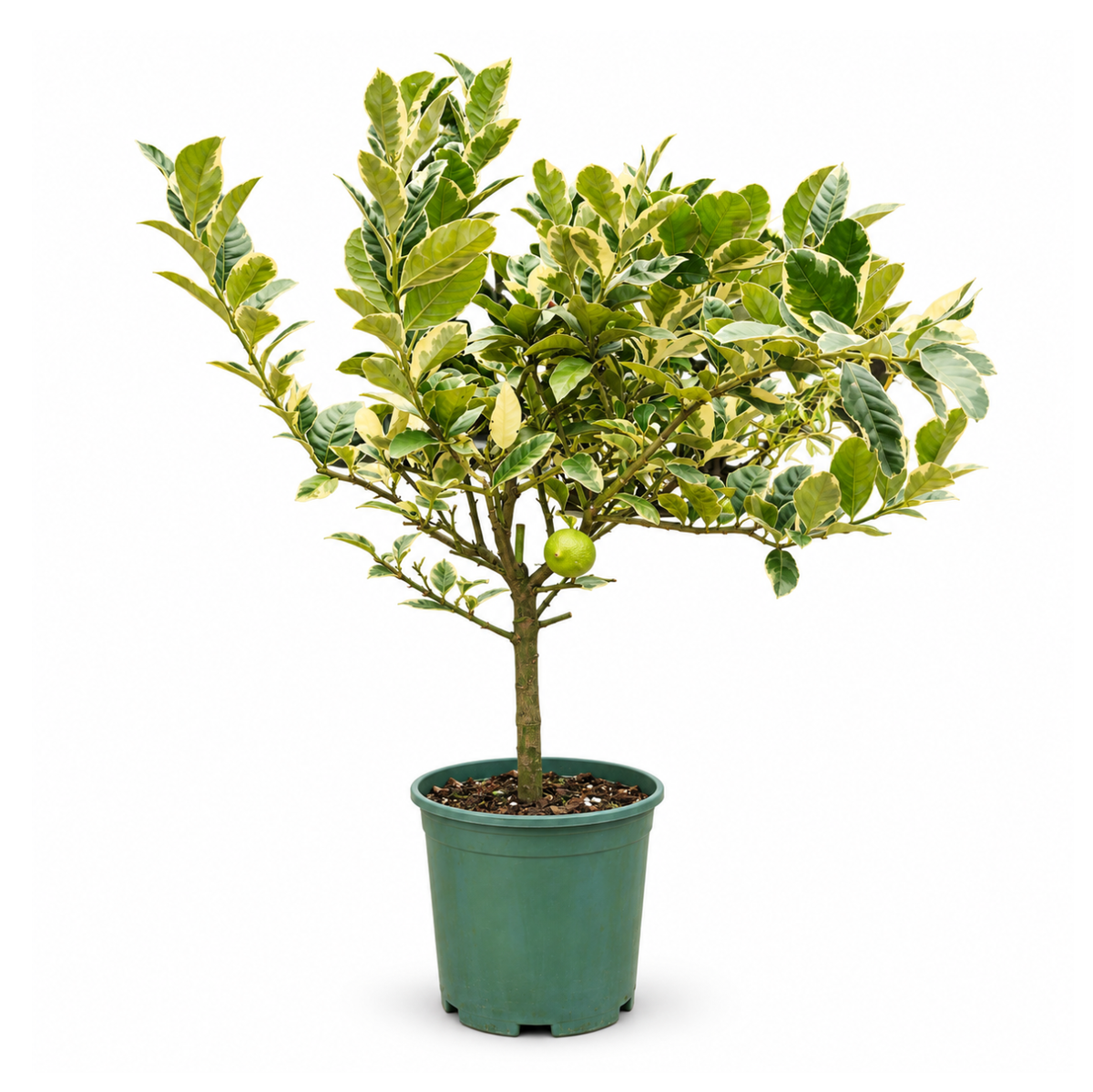 Lemon Tree Variegated