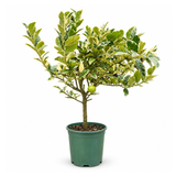 Lemon Tree Variegated