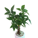Pachira Twisted in Ceramic Pot (Money Tree 发财树)