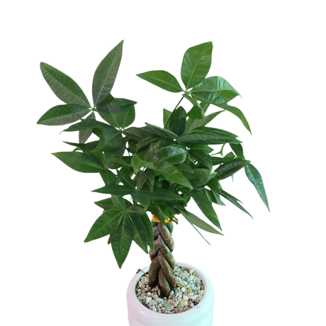 Pachira Twisted in Ceramic Pot (Money Tree 发财树)