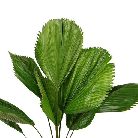 Licuala Grandis (Ruffled Fan Palm)