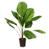 Licuala Grandis (Ruffled Fan Palm)