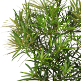 Murraya Paniculata Upright (Orange Jasmine)