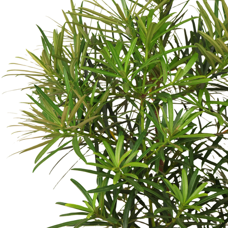 Murraya Paniculata Upright (Orange Jasmine)