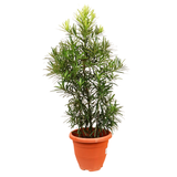 Murraya Paniculata Upright (Orange Jasmine)
