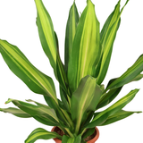 Dracaena Fragrans (Massangeana)