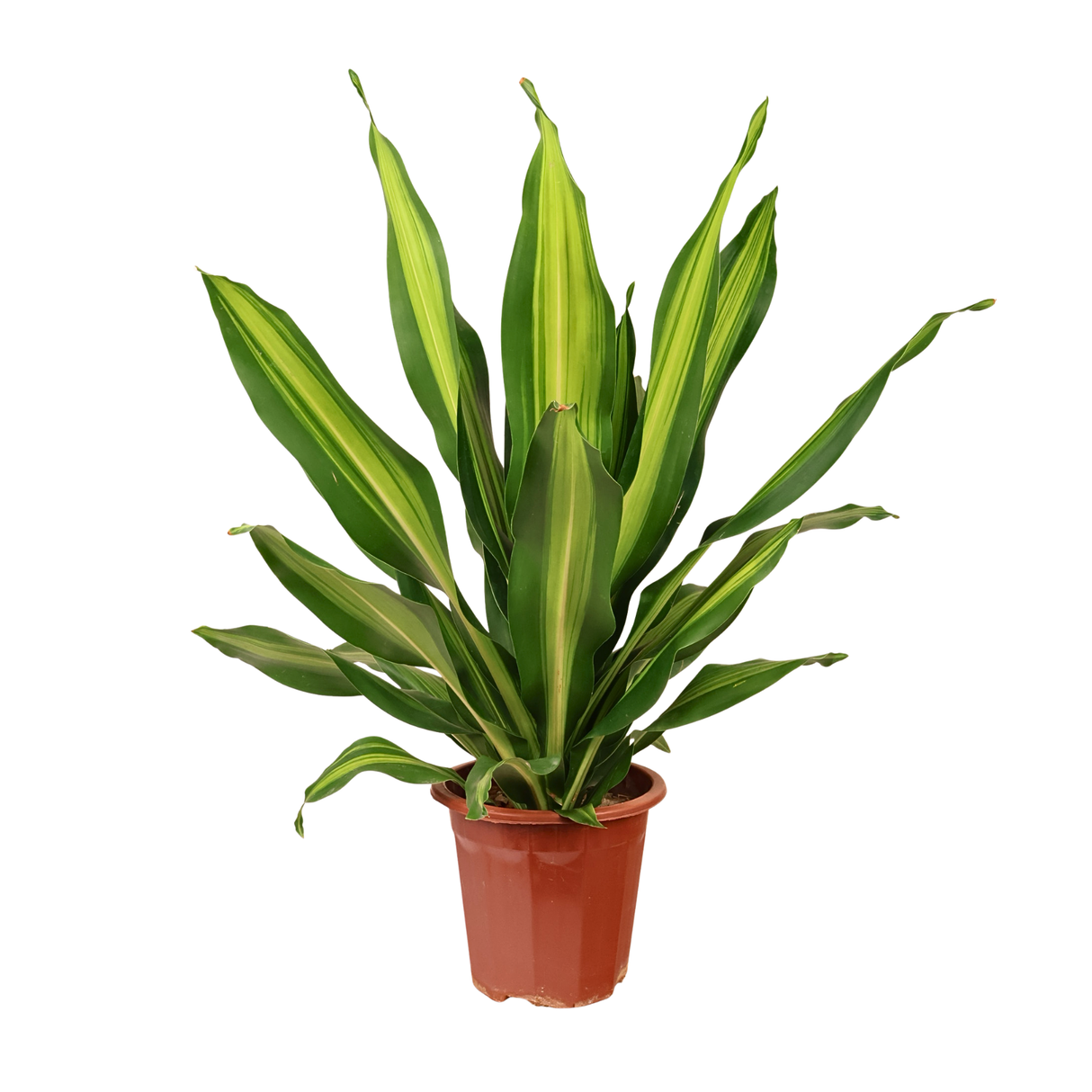 Dracaena Fragrans (Massangeana)
