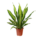 Dracaena Fragrans (Massangeana)