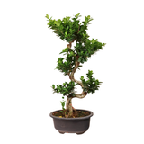 Ficus Ginseng Bonsai S