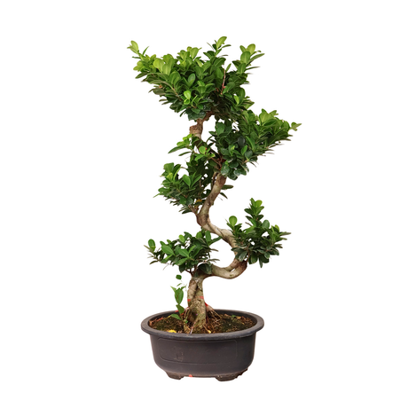 Ficus Ginseng Bonsai S