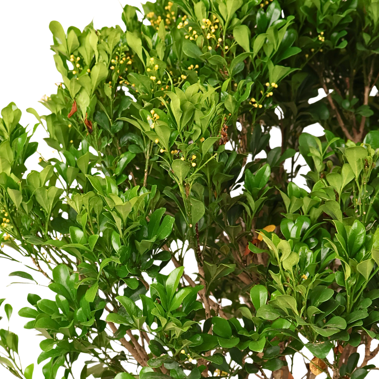 Aglaia Odorata (Chinese Perfume Plant)