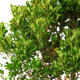 Aglaia Odorata (Chinese Perfume Plant)