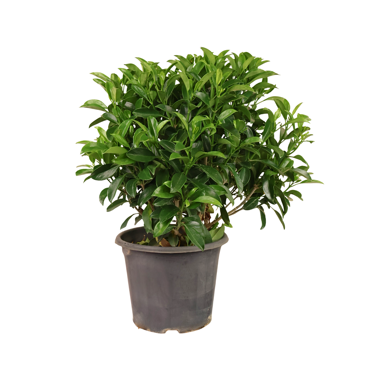 Osmanthus Fragrans