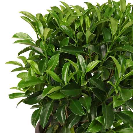 Osmanthus Fragrans