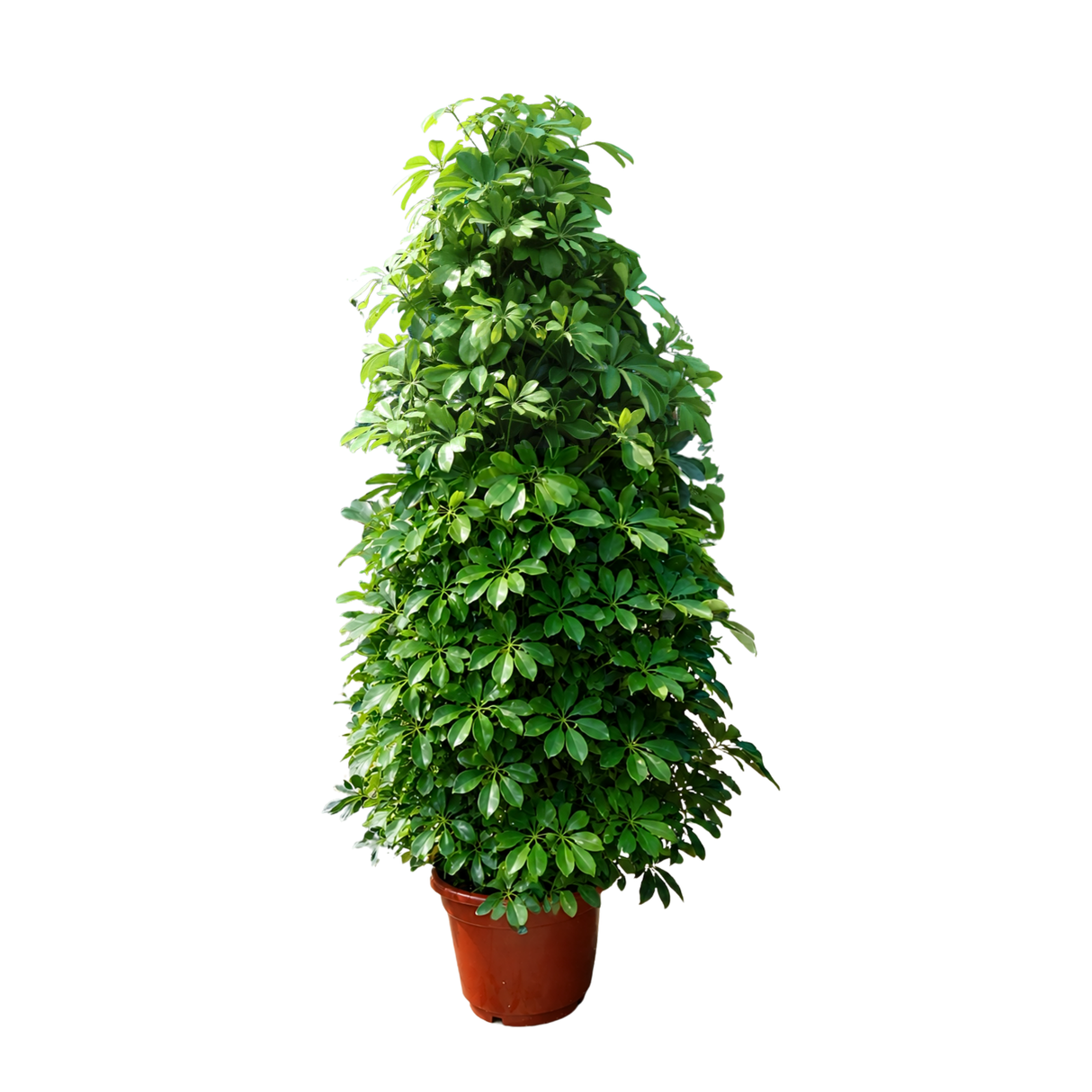 Heptapleurum (Dwarf Umbrella Tree)