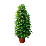 Heptapleurum (Dwarf Umbrella Tree)