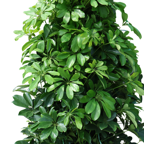 Heptapleurum (Dwarf Umbrella Tree)