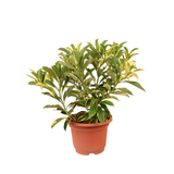 Fagraea Ceilanica Variegata