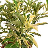 Fagraea Ceilanica Variegata