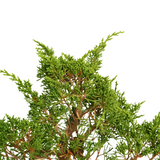 Juniperus Sabina Bonsai