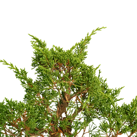 Juniperus Sabina Bonsai