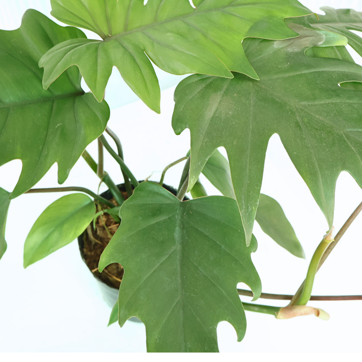 Philodendron Mayoi Tahiti