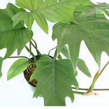 Philodendron Mayoi Tahiti