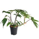 Philodendron Mayoi Tahiti