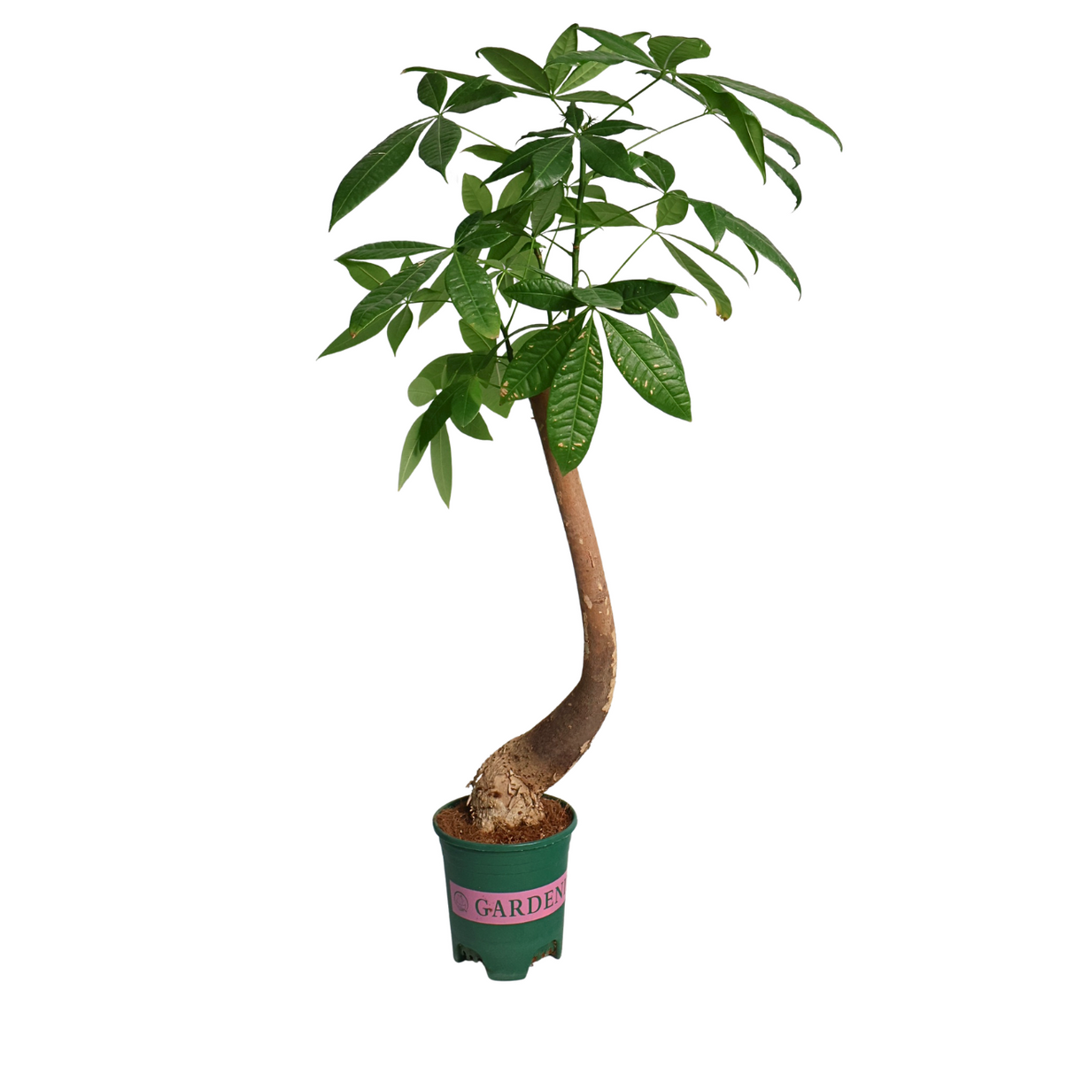 Bonsai tree in flowerpot.