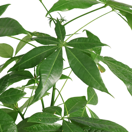 Pachira Plant (Money Tree 发财树)