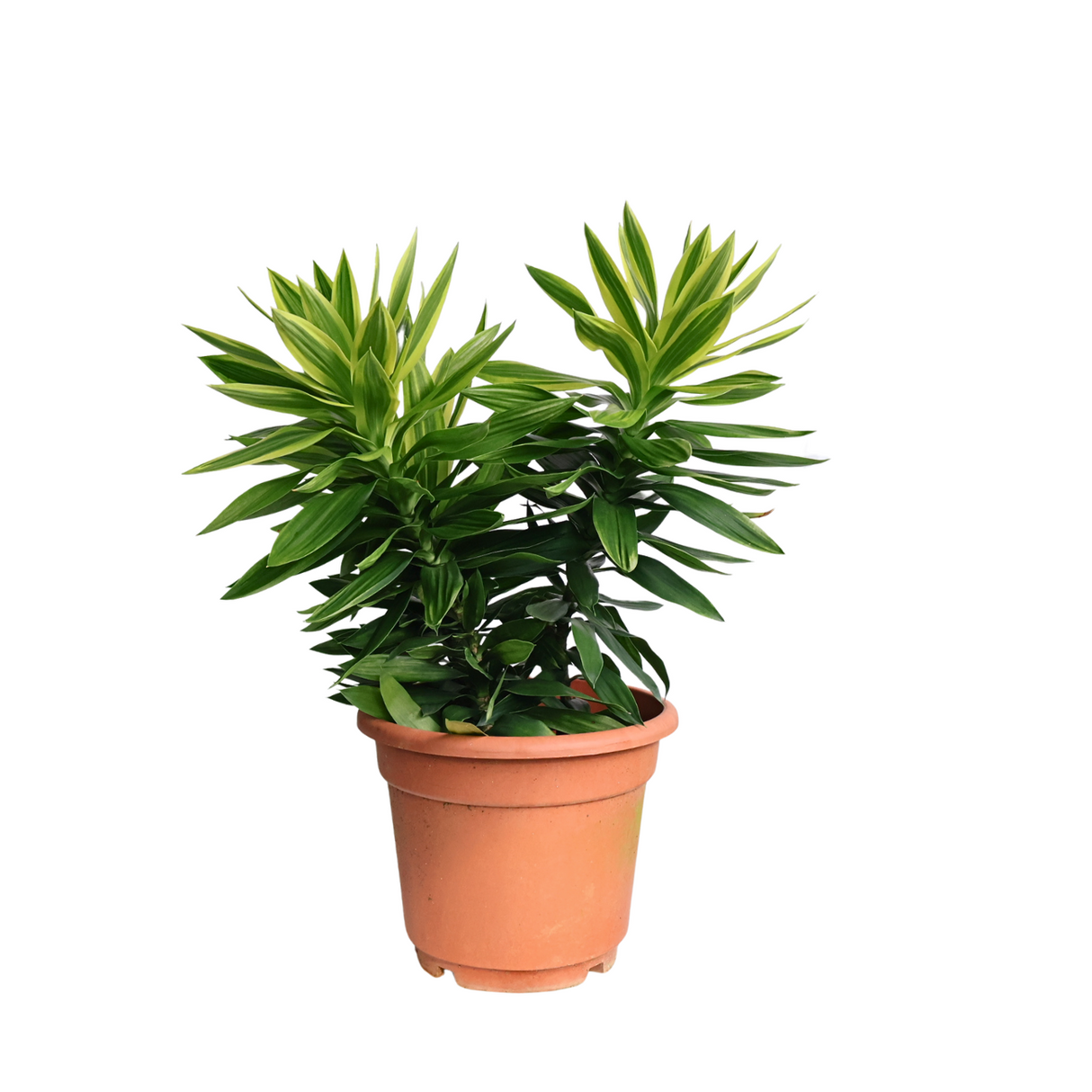 Dracaena Reflexa (Song of Sri Lanka)